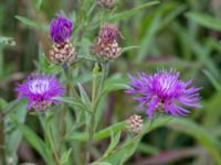 Centaurea jacea Österleden, Bjärred, Lomma, Skåne, Sweden 20160726_0053