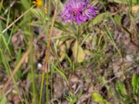 Centaurea jacea Lindängelunds rekreationsområde, Malmö, Skåne, Sweden 20220628_0118