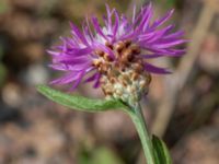 Centaurea jacea Vanningen, Vellinge, Skåne, Sweden 20240808_0041