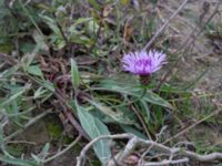 Centaurea jacea kalkbrott, Klagshamns udde, Malmö, Skåne, Sweden 20151030_0009