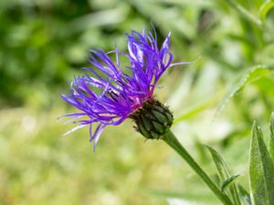 Centaurea montana - Perennial Cornflower - Bergklint