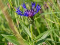 Centaurea montana Björka, Helsingborg, Skåne, Sweden 20240601_0055