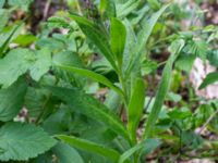 Centaurea montana Ulricedal, Malmö, Skåne, Sweden 20190704_0029