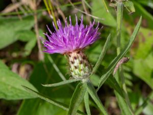 Centaurea nigra - Common Knapweed - Svartklint