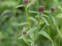 Centaurea nigra Önneslöv, Dalby, Lunnd, Skåne, Sweden 20160701_0060