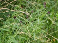 Centaurea nigra Önneslöv, Dalby, Lunnd, Skåne, Sweden 20160701_0061