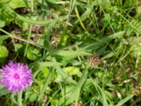 Centaurea nigra Östra koloniområdet, Burlöv, Skåne, Sweden 20240714_0200