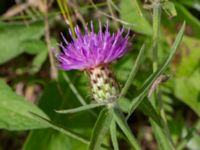 Centaurea nigra Östra koloniområdet, Burlöv, Skåne, Sweden 20240714_0201