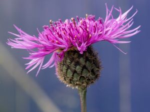 Centaurea scabiosa - Greater Knapweed - Väddklint