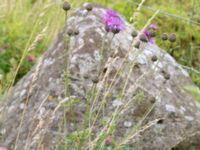 Centaurea scabiosa Önneslöv, Dalby, Lunnd, Skåne, Sweden 20160701_0045