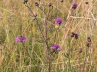 Centaurea scabiosa Borrebacke, Malmö, Skåne, Sweden 20150808_0061