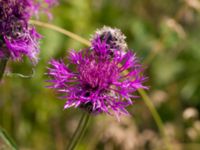 Centaurea scabiosa Ribersborg, Malmö, Skåne, Sweden 20100711 025