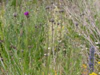 Centaurea scabiosa Vanningen, Vellinge, Skåne, Sweden 20230615_0098