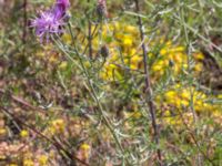 Centaurea stoebe Furehov, Åhus, Kristianstad, Skåne, Sweden 20170719_0215