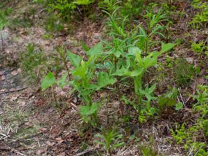 Cicerbita alpina - Alpine Blue-sow-thistle - Torta