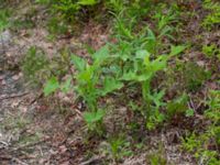 Cicerbita alpina Nordkalottenleden, Torne lappmark, Lappland, Sweden 20150709_0781