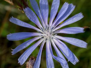 Cichorium intybus - Common Chicory - Cikoria