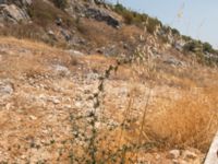 Cichorium intybus Neretve Delta, Ploce, Croatia 20170803_1619