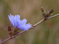 Cichorium intybus Ribersborg, Malmö, Skåne, Sweden 20150830_0015