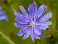 Cichorium intybus Terekudden, Bunkeflo strandängar, Malmö, Skåne, Sweden 20100713 026