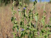 Cichorium intybus var. intybus Kälkestad, Oppmannasjön, Kristianstad, Skåne, Sweden 20160827_0128