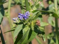 Cichorium intybus var. intybus Kälkestad, OppmannasjönKristianstad, Skåne, Sweden 20160827B_0128