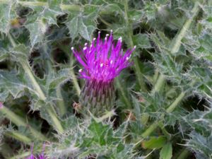 Cirsium acaule - Dwarf Thistle - Jordtistel