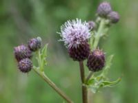 Cirsium arvense Grodreservatet, Norra hamnen, Malmö, Skåne, Sweden 20150614_0138