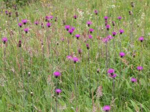 Cirsium heterophyllum - Melancholy Thistle - Brudborste