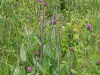 Cirsium helenioides Bråfors, Norberg, Västmanland, Sweden 20150705_0393