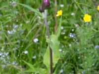 Cirsium helenioides Vitberget, Älvsbyn, Norrbotten, Sweden 20150711_0607