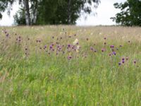 Cirsium heterophyllum Kungsmarken, Lund, Skåne, Sweden 20170624_0004