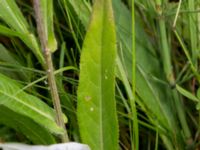 Cirsium heterophyllum Kungsmarken, Lunnd, Skåne, Sweden 20160701_0024