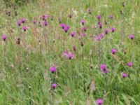 Cirsium hetrophyllum Kungsmarken, Lund, Skåne, Sweden 20170624_0002