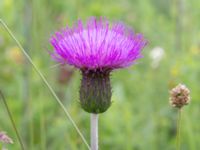 Cirsium hetrophyllum Kungsmarken, Lund, Skåne, Sweden 20170624_0003