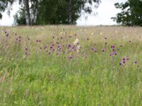 Cirsium hetrophyllum Kungsmarken, Lund, Skåne, Sweden 20170624_0004