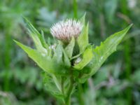 Cirsium oleraceum Karlarp 1-124, Höör, Skåne, Sweden 20240702_0059