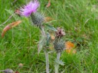 Cirsium vulgare Holmastigen, Malmö, Skåne, Sweden 20191003_0022