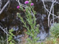 Cirsium vulgare Klagshamns kalkbrott, Klagshamns udde, Malmö, Skåne, Sweden 20151030_0023