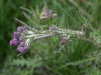 Cirsium vulgare Kungsmarken, Lund, Skåne, Sweden 20160528_0069