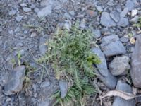 Cirsium vulgare Kuro S, Stepantsminda, Mtskheta-Mtianeti, Georgia 20180426_3265