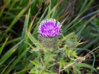 Cirsium vulgare Norra Hundrastplatsen, Ribersborg, Malmö, Skåne, Sweden 20200715_0056