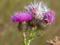 Cirsium vulgare Segeåns mynning, Malmö, Skåne, Sweden 20190729_0044