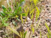 Coreopsis grandiflora Rondell Österleden-Fältarpsvägen, Helsingborg, Skåne, Sweden 20170811_0046