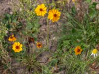 Coreopsis tinctoria Falkenbergs kommuns plantskola, Falkenberg, Halland, Sweden 20190805_0042