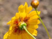 Coreopsis tinctoria Kärråkra, Hässleholm, Skåne, Sweden 20230916_0096