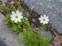 Cosmos bipinnatus Håkanstorpsvägen, Håkanstorp, Malmö, Skåne, Sweden 20190731_0040