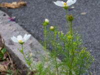 Cosmos bipinnatus Håkanstorpsvägen, Håkanstorp, Malmö, Skåne, Sweden 20190731_0041