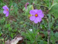 Cosmos bipinnatus Koloniområde Almviksparken, Malmö, Skåne, Sweden 20170827_0057