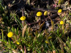 Cotula coronopifolia - Common Brassbuttons - Kotula